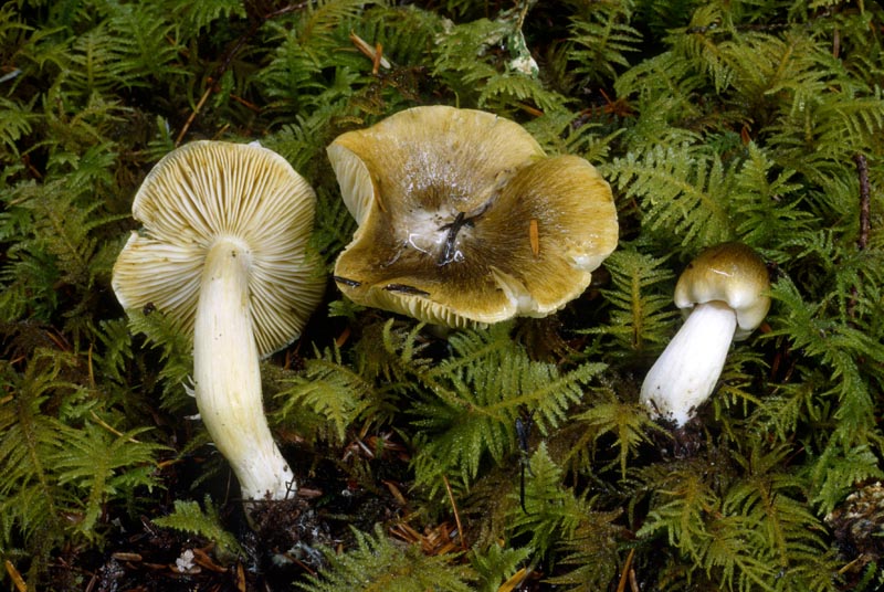 Tricholoma atrofibrillosum